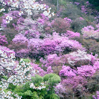 高雄 錦水亭から見る桜